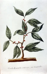 La cannelle. Herbier du 19e siècle