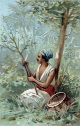 Écorce de cannelle à Ceylan. Chromolithographie de la fin du 19ème siècle.