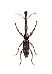 Coléoptères : Brenthus Temminchii