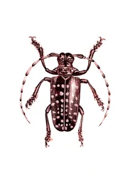 Coléoptères : Ophoptera Tollii