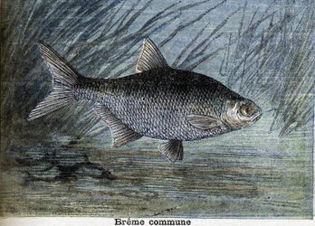 Brème commune. Gravure de 1897