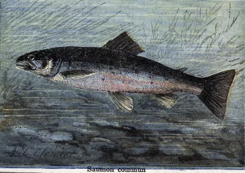 Saumon commun. Gravure de 1897