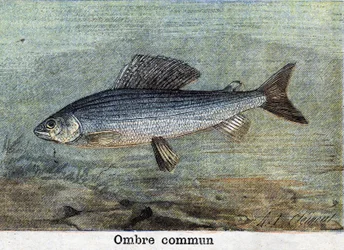 Gravure « Ombre commune » de 1898