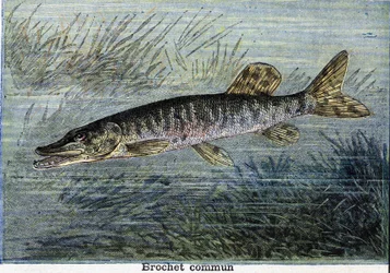 Brochet commun. Gravure de 1897