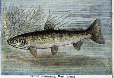 Truite commune. Gravure de 1897