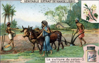 Culture du coton : labour et semis en Inde. Chromolithographie, image Liebig