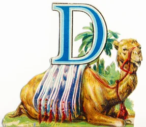 D: Dromadaire