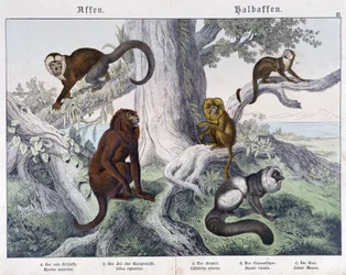 Différentes races de singes