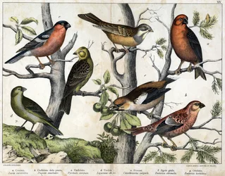 Diverses illustrations d
