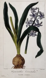 Jacinthe orientale (Hyacinthus Orientalis) Planche botanique des plantes asiatiques du 19ème siècle
