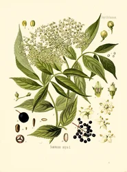 Sureau