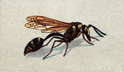 Entomologie : représentation d