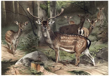 Le daim (Dama dama) - gravure de « La Vie des Animaux » par Alfred Edmund Brehm