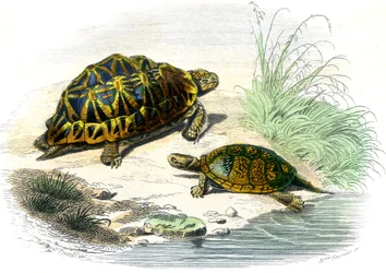 Tortue géométrique (Testudo geometrica) et Tortue jaune