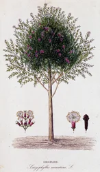 Girofle (Caryophyllus aromaticus)