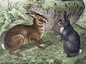 Lièvre et lapin - dans «Histoire naturelle des mammifères», éd. Schreiber