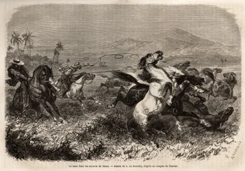 Troupeaux de mules et de chevaux errant en liberté dans les plaines de Cauca (Colombie), les éleveurs se regroupent pour attraper les bêtes avec un lasso (ou zoga, longue corde en cuir). Gravure pour illustrer le voyage en Nouvelle-Grenade, par le Dr. Saff