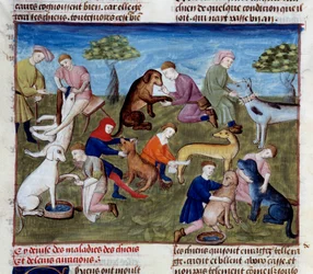 Comment soigner les chiens de chasse pour les maladies et les blessures Miniature tirée du "Livre de la chasse" de Gaston III Phoebus, Comte de Foix, Seigneur de Béarn (1331-1391)