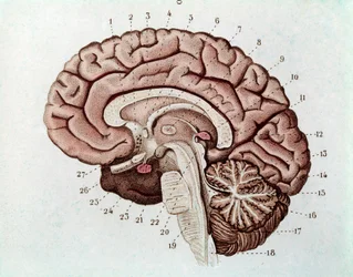 Section du cerveau humain avec hémisphères cérébraux et cervelet