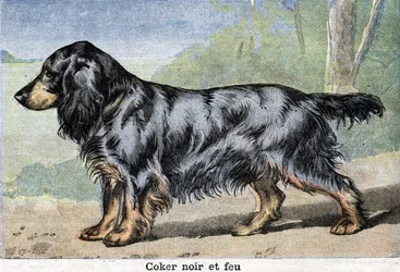 Chien de chasse : cocker noir et Fire