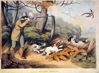 Chasse aux faisans en Angleterre