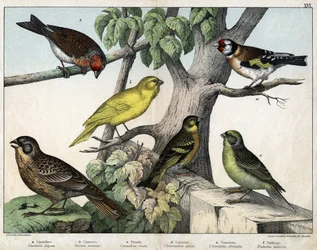 Illustration pour "Histoire naturelle des oiseaux", éd. Hoepli, Milan
