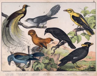 Illustration pour "Histoire naturelle des oiseaux", éd. Hoepli, Milan