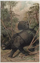Rhinocéros indien - Le rhinocéros indien (Rhinoceros unicornis) - gravure de 