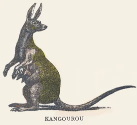 K: kangourou