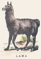 L : lama