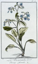 La Bourrache (Borrage Officinalis) - dans "Exercises de botanique à l