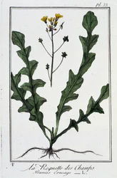 La roquette des champs (Bunias erucago) - dans «Exercices de botanique à l