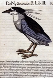Le bihoreau dans Historia Animalium de Conrad Gesner (1516 - 1565), Tiguri