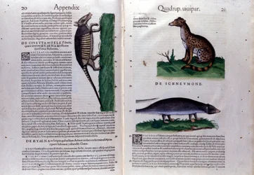 La civette, la hyène et la mangouste, dans Historia Animalium de Conrad Gesner (1516 - 1565), Tiguri