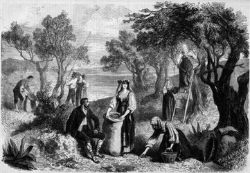 La cueillette des olives en Italie