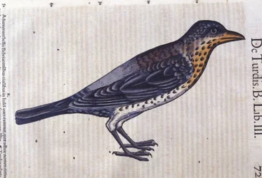 La grive dans Historia Animalium par Conrad Gesner (1516 - 1565), Tiguri