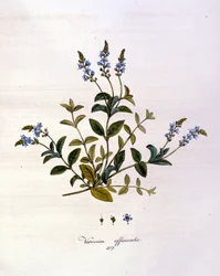 La véronique. Gravure du XIXe siècle