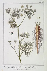 Le Fenouil ou Aneth doux (Anethum Foeniculum) - dans "Exercices de botanique à l
