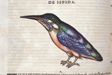 Le guêpier dans Historia Animalium de Conrad Gesner (1516 - 1565), Tiguri