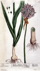 Poireau - planche botanique