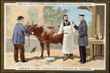 Louis Pasteur et ses travaux sur le charbon - étiquette publicitaire des Chocolats d
