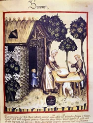 Fabrication du beurre. Enluminure du « Tacuinum sanitatis »