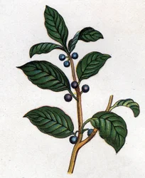 Plantes botaniques médicinales et alimentaires : nerprun. Gravure dans "La médication naturelle", par Friedrich Eduard Bilz (1842-1922)