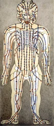 Médecine. Diagramme du corps humain d