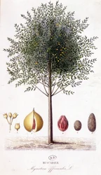 Myristica fragrans - Muscadier (Myristica officinalis). planche botanique