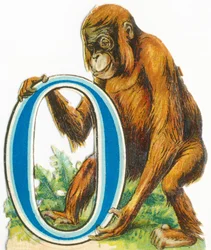 O : Orang-outan