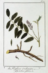 Réglisse ordinaire (Glycyrrhiza glabra) - dans « Exercices de botanique à l