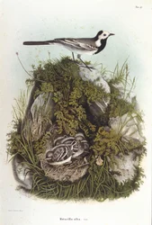 Ornithologie : une bergeronnette grise (motacilla alba) près du nid de ses petits. Planche de zoologie du 19ème siècle
