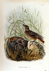 Ornithologie : un monticole près du nid de ses petits