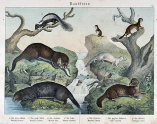 Loutres, furets, belette... - dans « Histoires naturelles des mammifères », éd. Schreiber